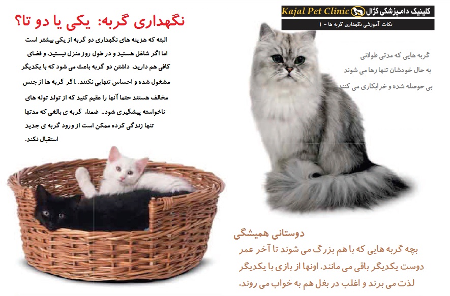 یک گربه یا دوتا فارسی.jpg