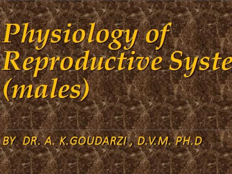 male rep sys physiology