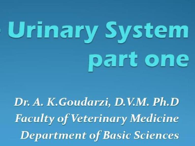 urinary sys phys part one
