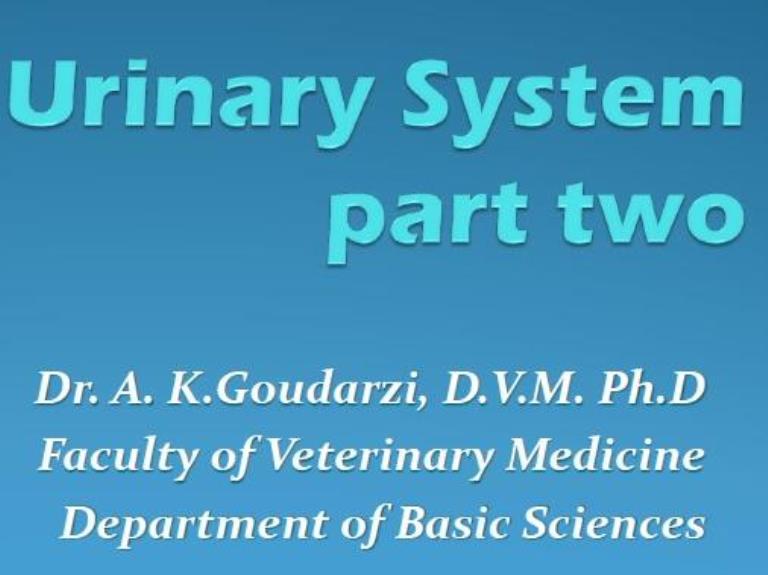 urinary sys phys part two