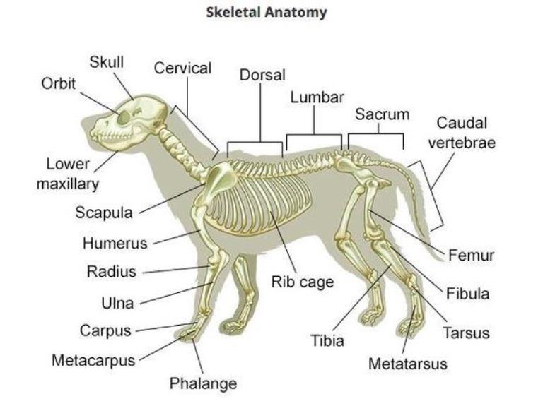 Vet. Med. Term. Anatomical Organization