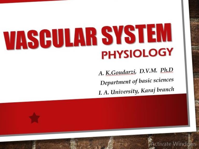 vascular system physiology