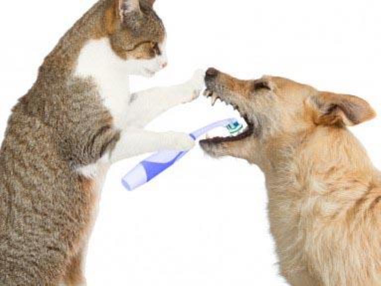 آنچه باید درباره جرم گیری دندان سگ ها و گربه ها بدانید
