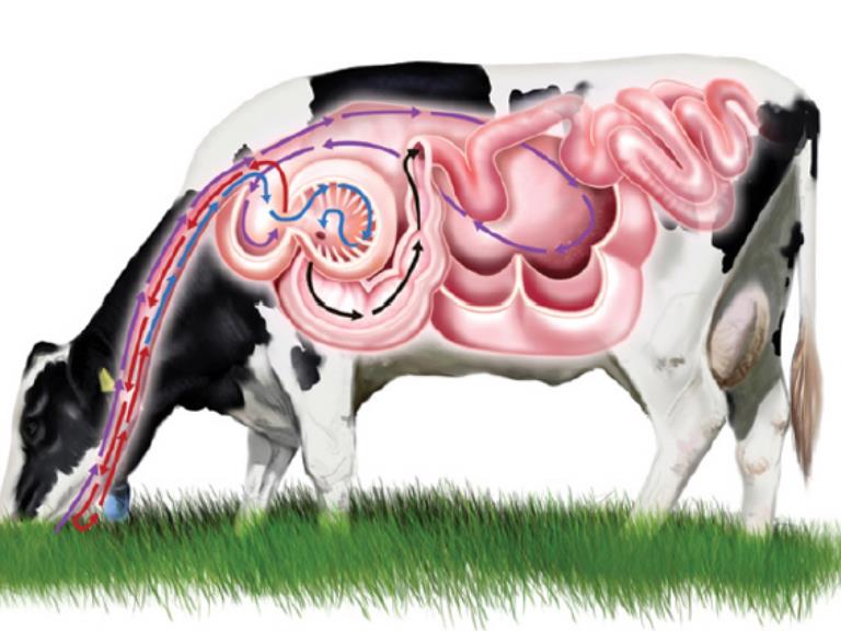 Vet . Med. Terminology Gastroenterology Ch. 4