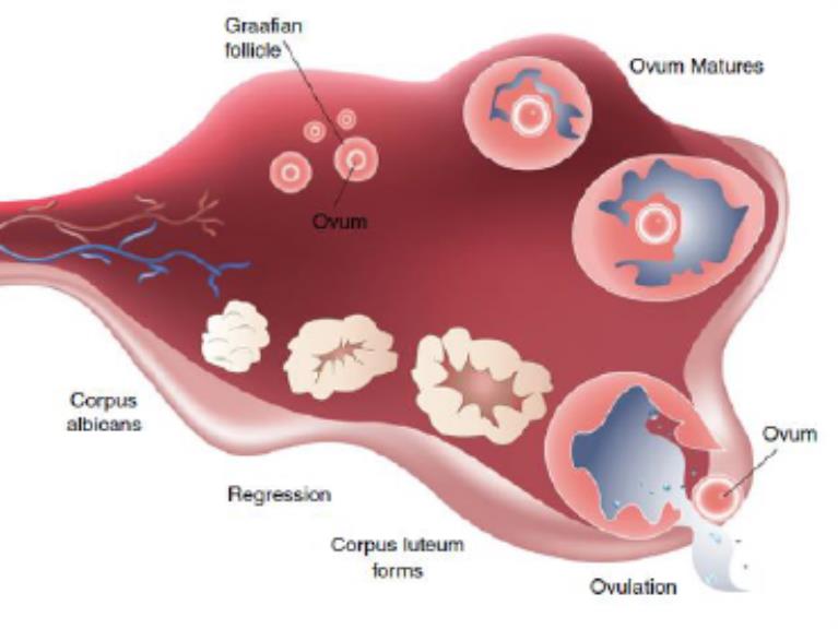 Vet Med Terminology reproductive system