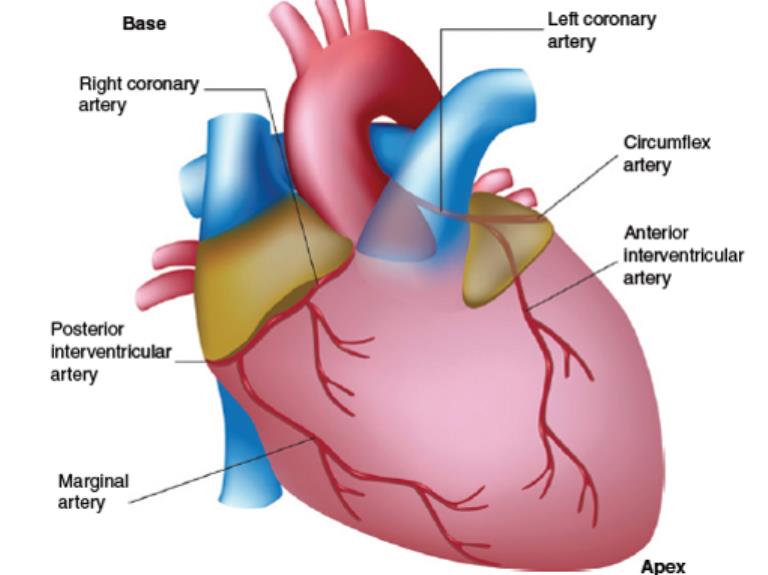 Vet Med Terminology cardiovascular system